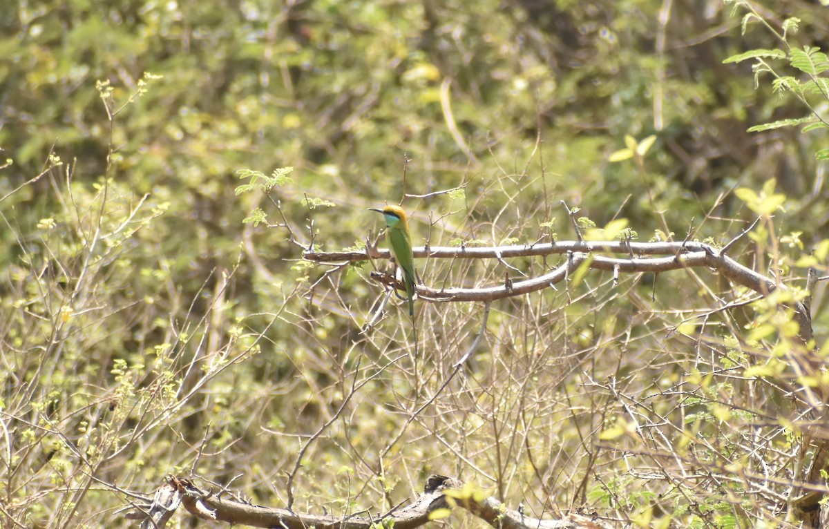 Asian Green Bee-eater - ML430413761