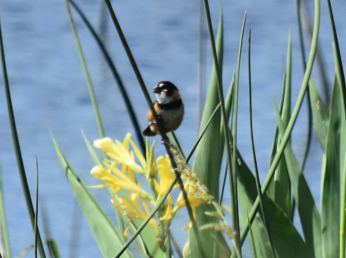 Rusty-collared Seedeater - ML430419421