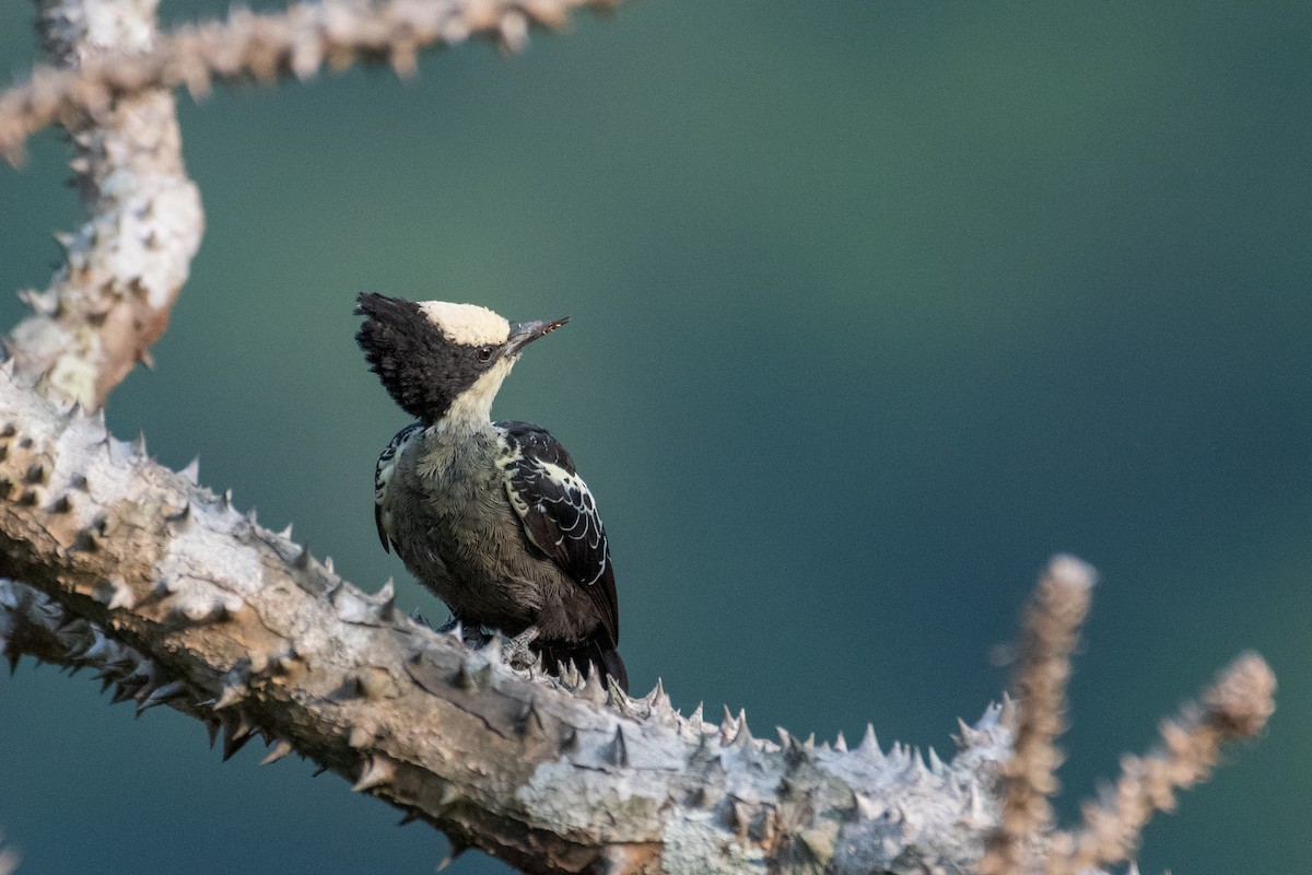 Heart-spotted Woodpecker - Vivek Sudhakaran