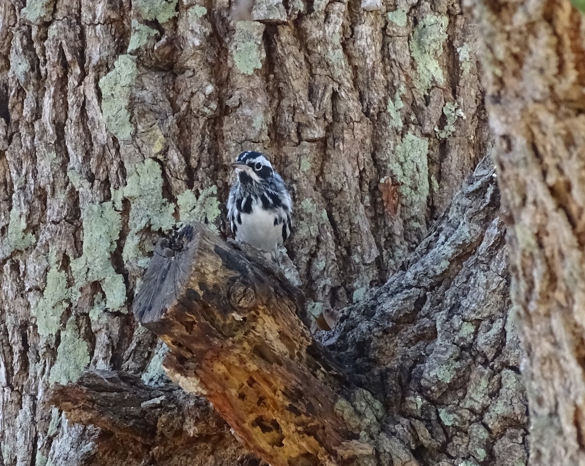 Black-and-white Warbler - ML430424491