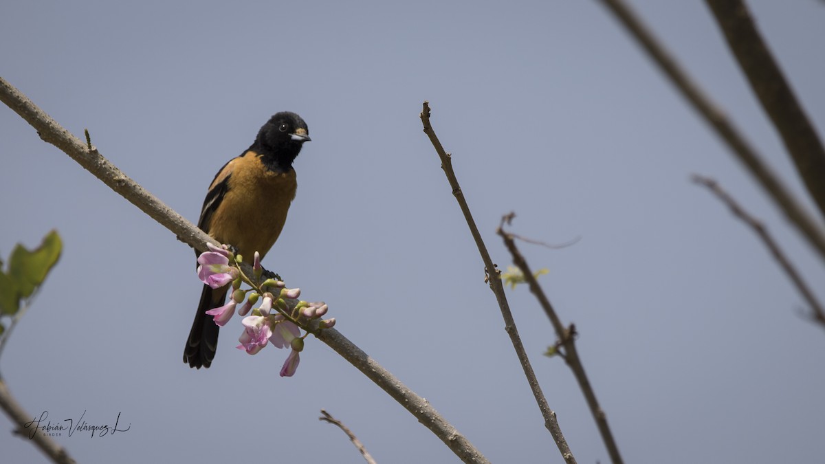 Orchard Oriole (Fuertes's) - ML430424781