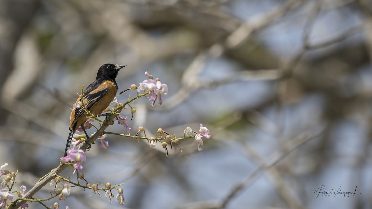 Orchard Oriole (Fuertes's) - ML430424801