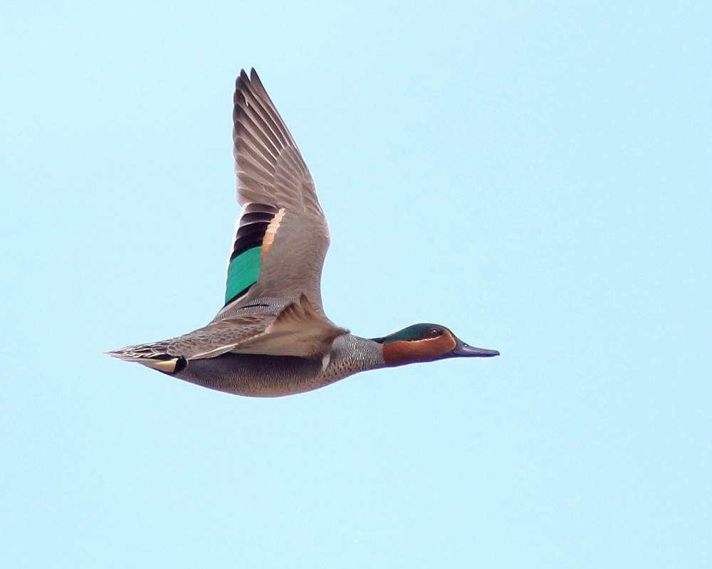 Green-winged Teal - ML430433791