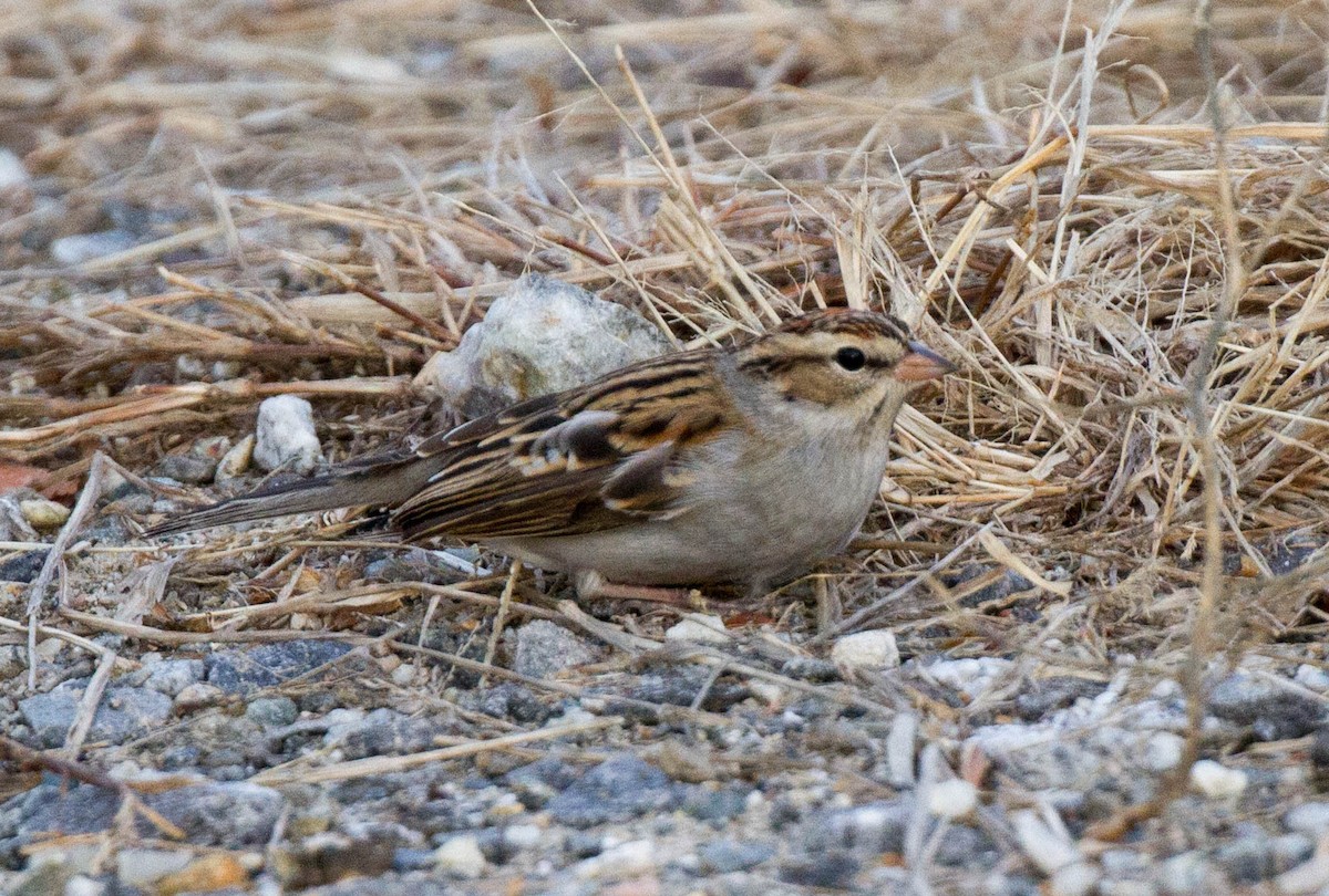 Chipping Sparrow - Christopher McPherson