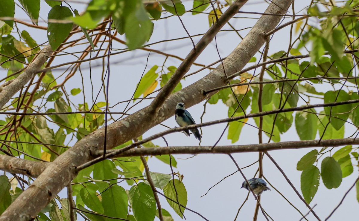 Masked Tanager - ML430436071