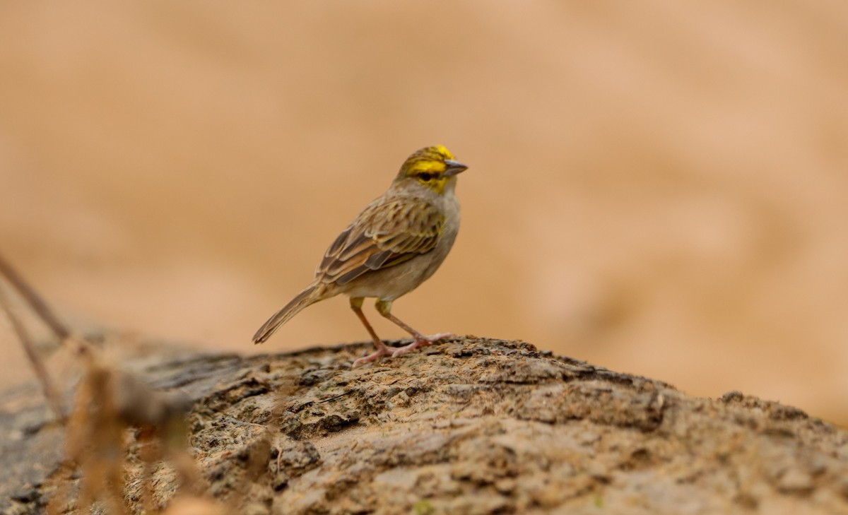 Yellow-browed Sparrow - ML430436121