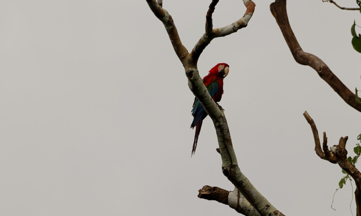 Red-and-green Macaw - ML430436931
