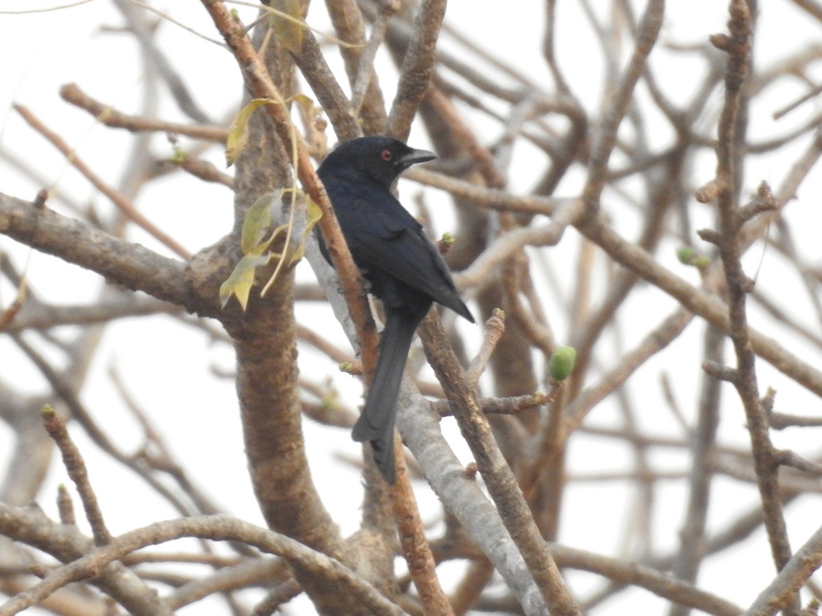 Fork-tailed Drongo (Glossy-backed) - ML430444111