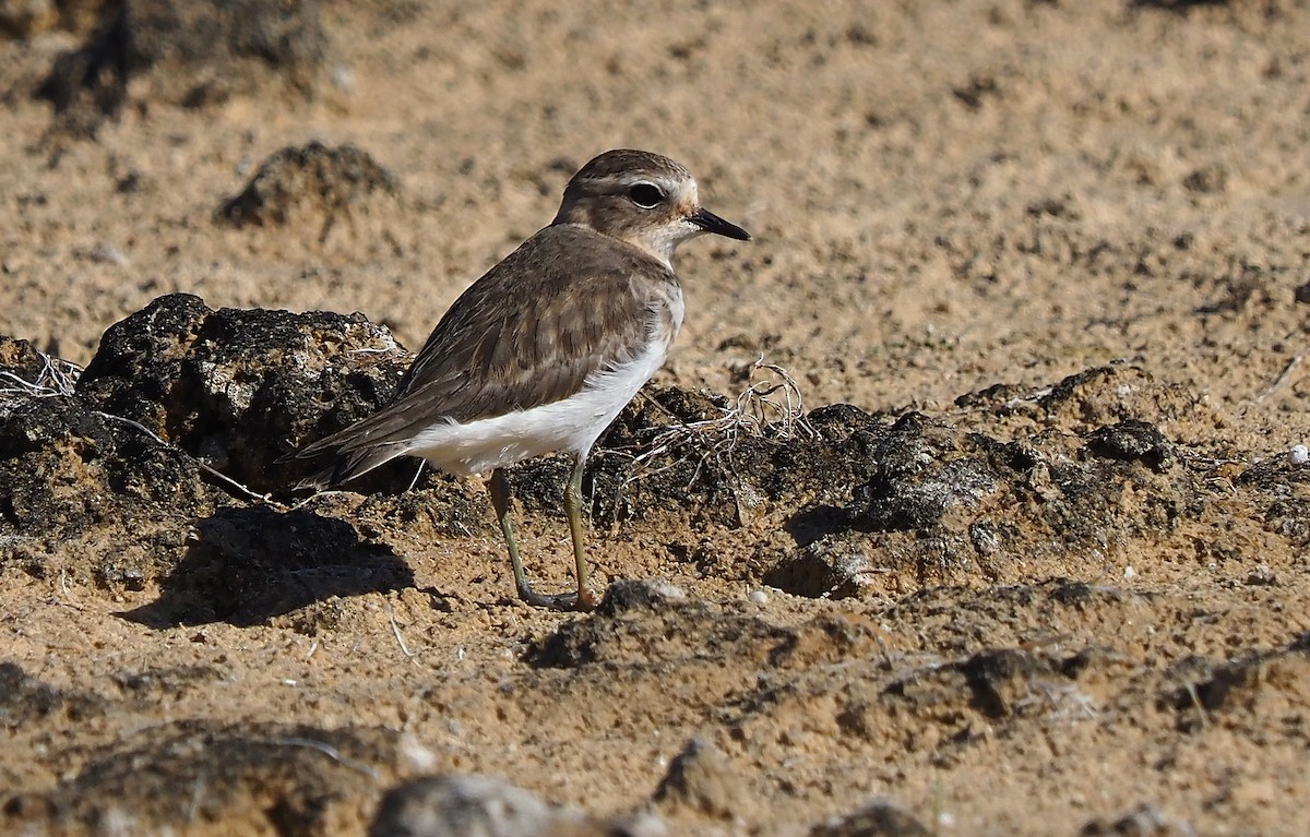 Double-banded Plover - John Baas