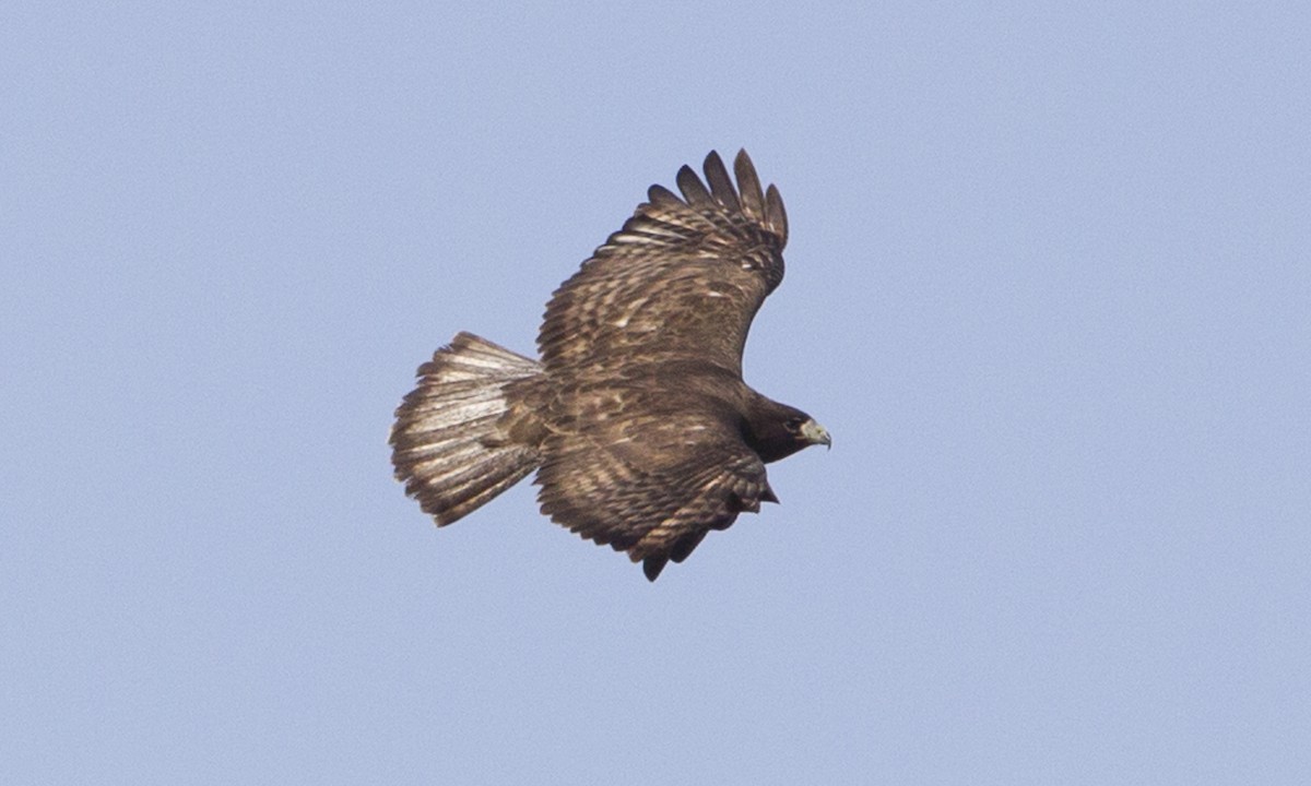 Red-tailed Hawk (Harlan's) - ML43044961
