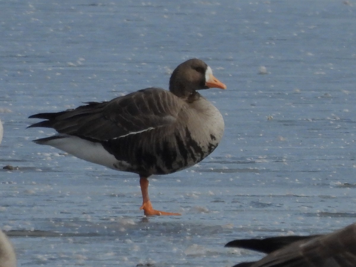Greater White-fronted Goose - ML430450341
