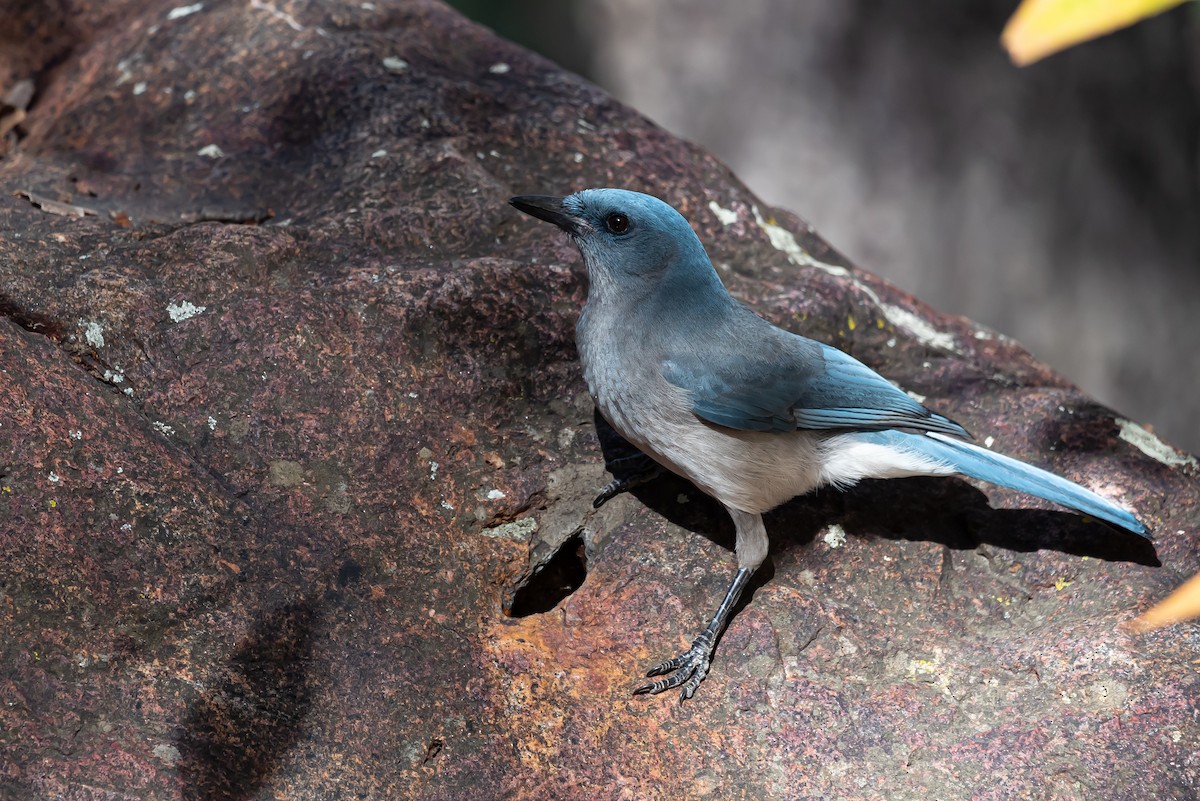 Mexican Jay - ML430453691