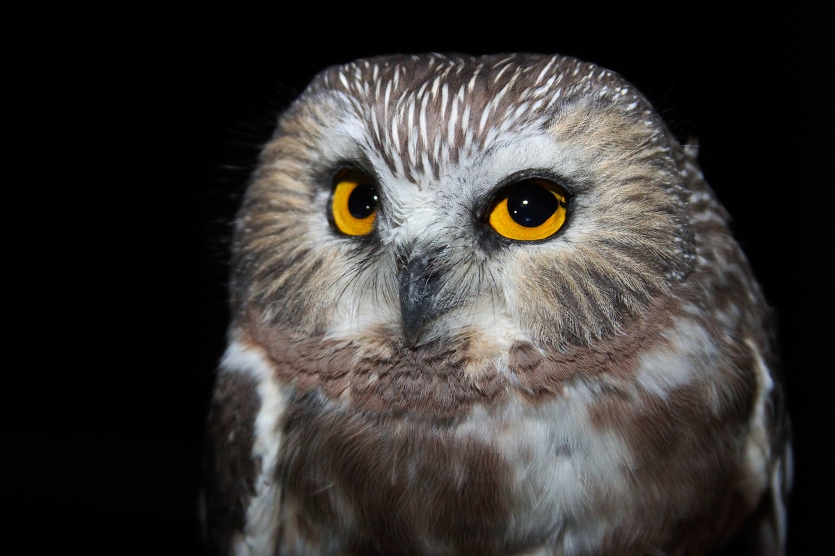 Northern Saw-whet Owl - Alex Lamoreaux