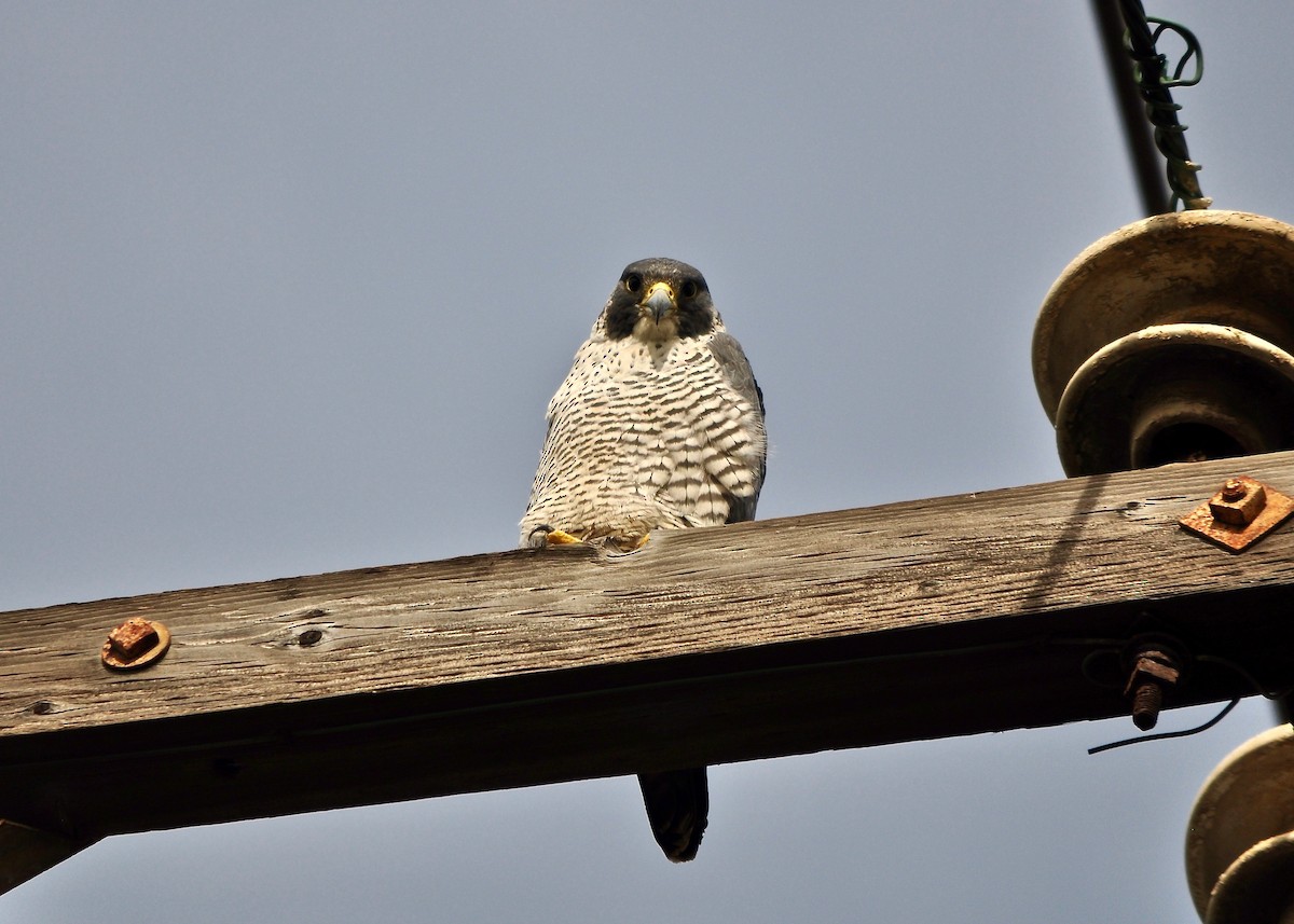Peregrine Falcon (North American) - ML43045851