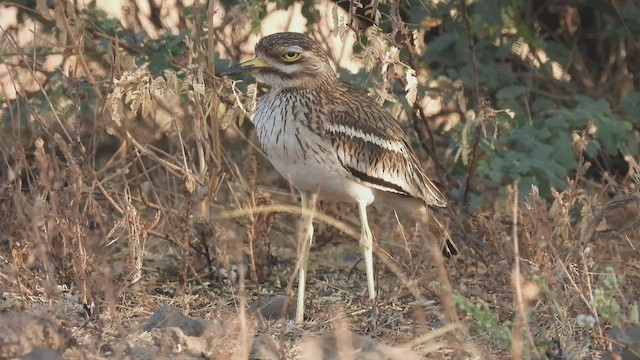 Indian Thick-knee - ML430458911