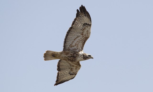 Adult light-morph. An atypical individual with much rufous below. - Red-tailed Hawk (Harlan's) - 