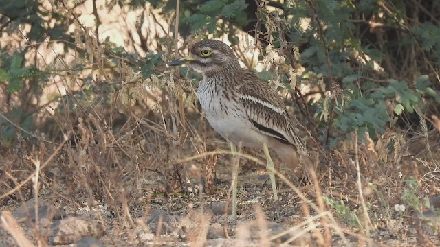 Indian Thick-knee - ML430460411
