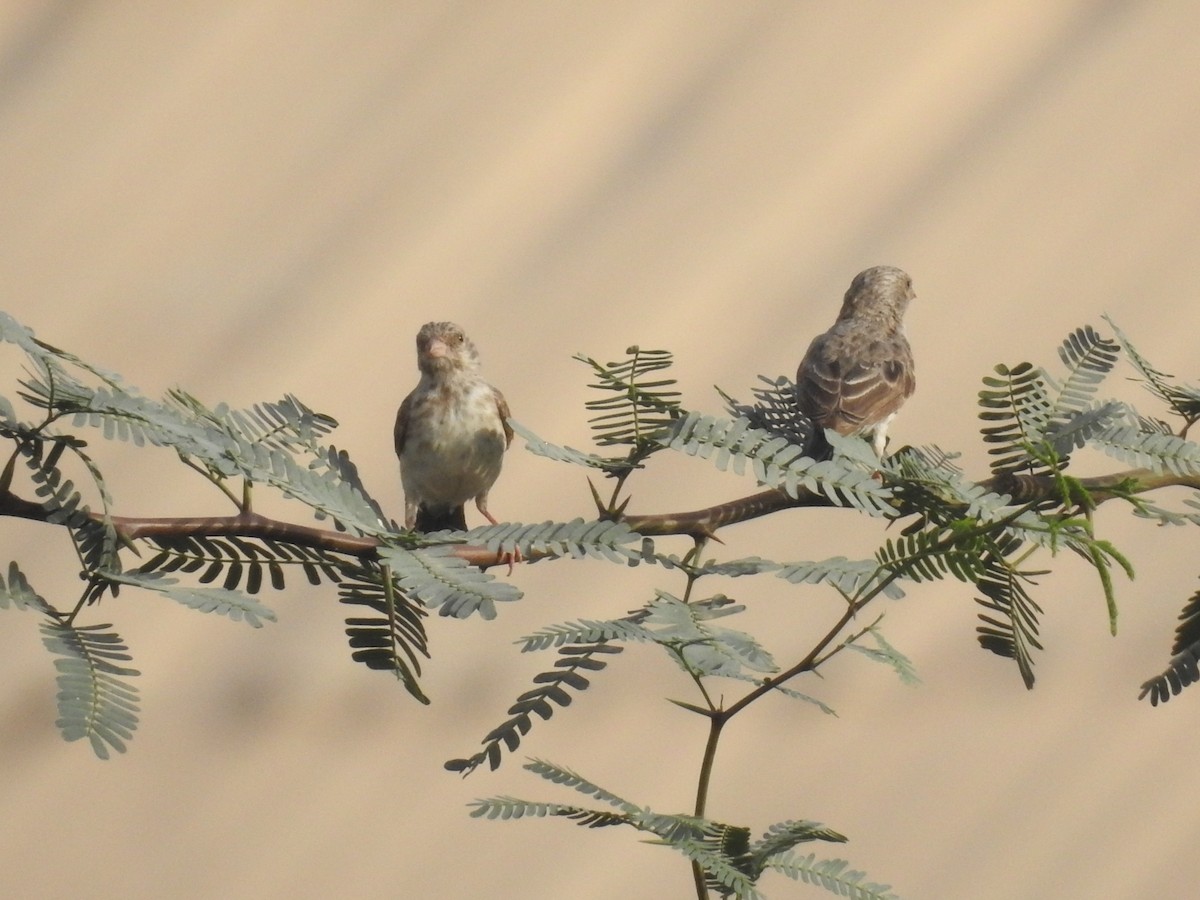 White-rumped Seedeater - ML430462481