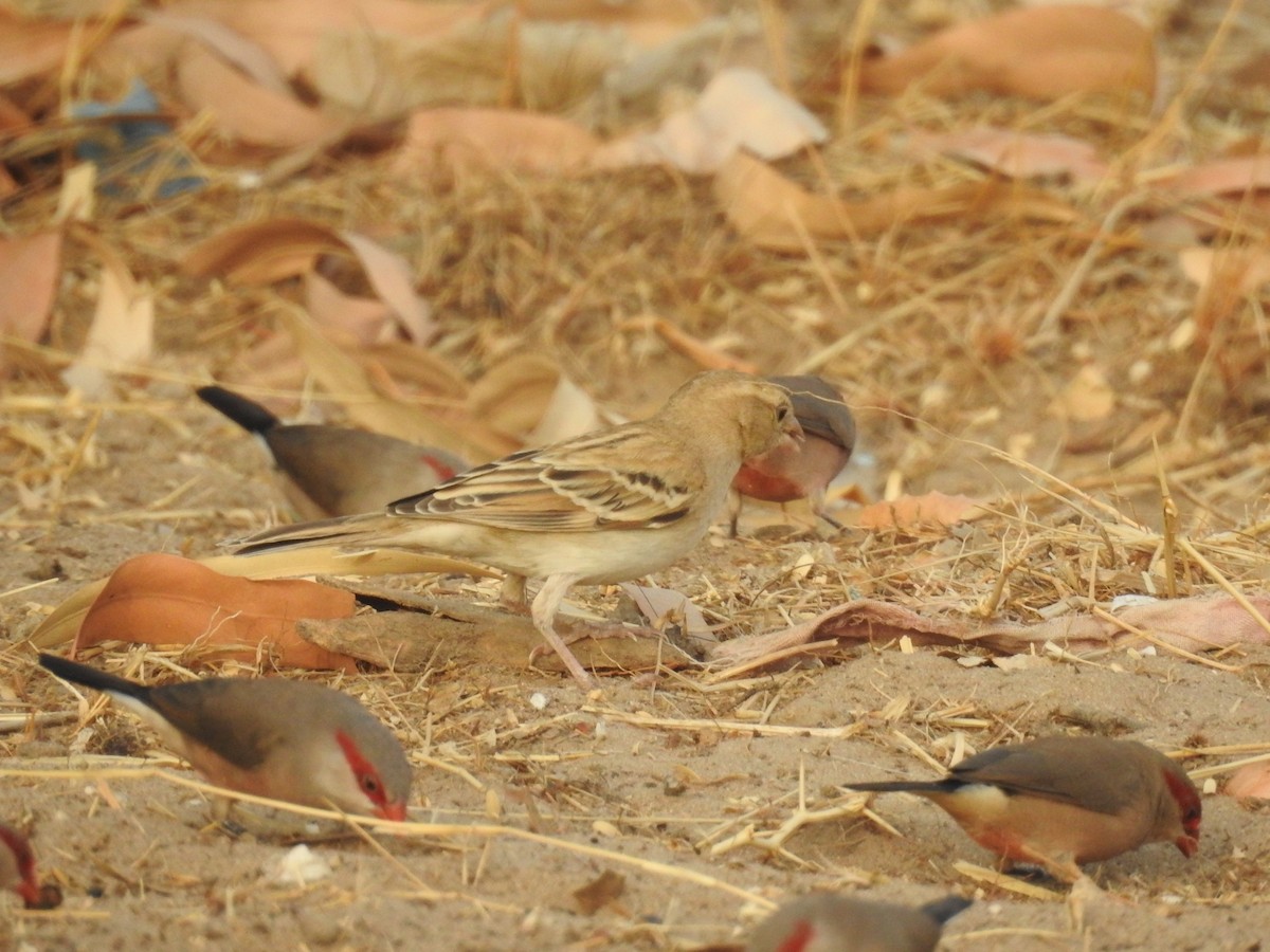 Sudan Golden Sparrow - ML430463351
