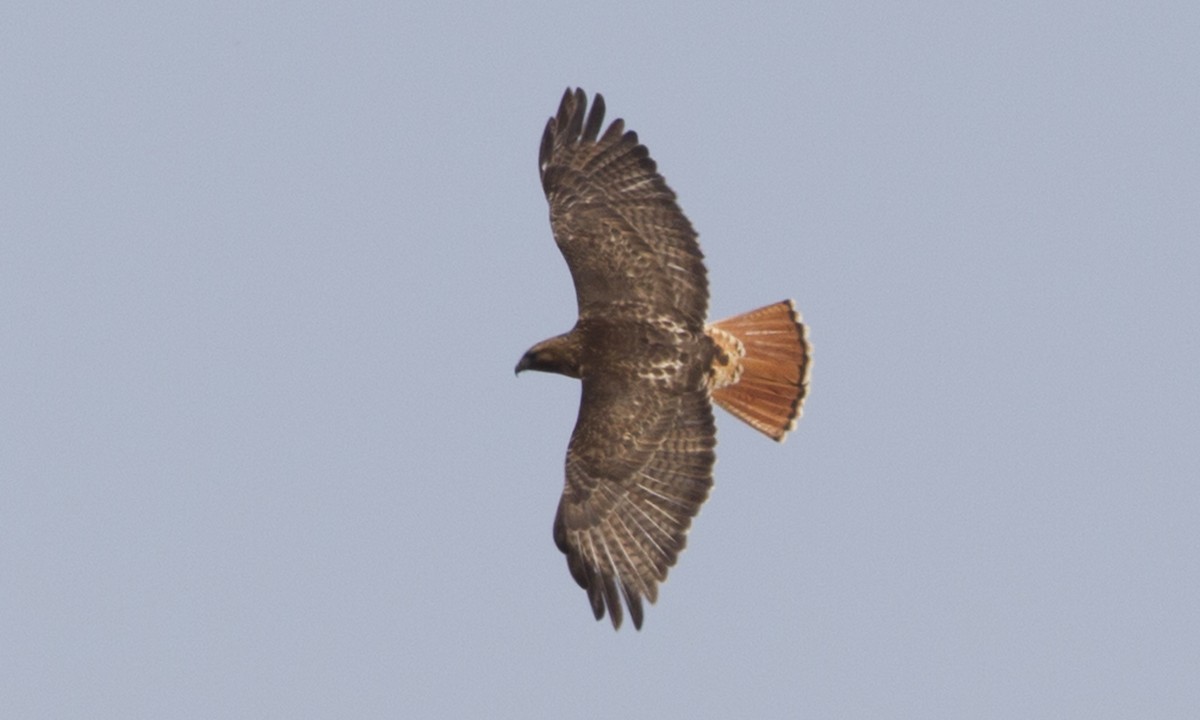 Red-tailed Hawk (abieticola) - ML43046491