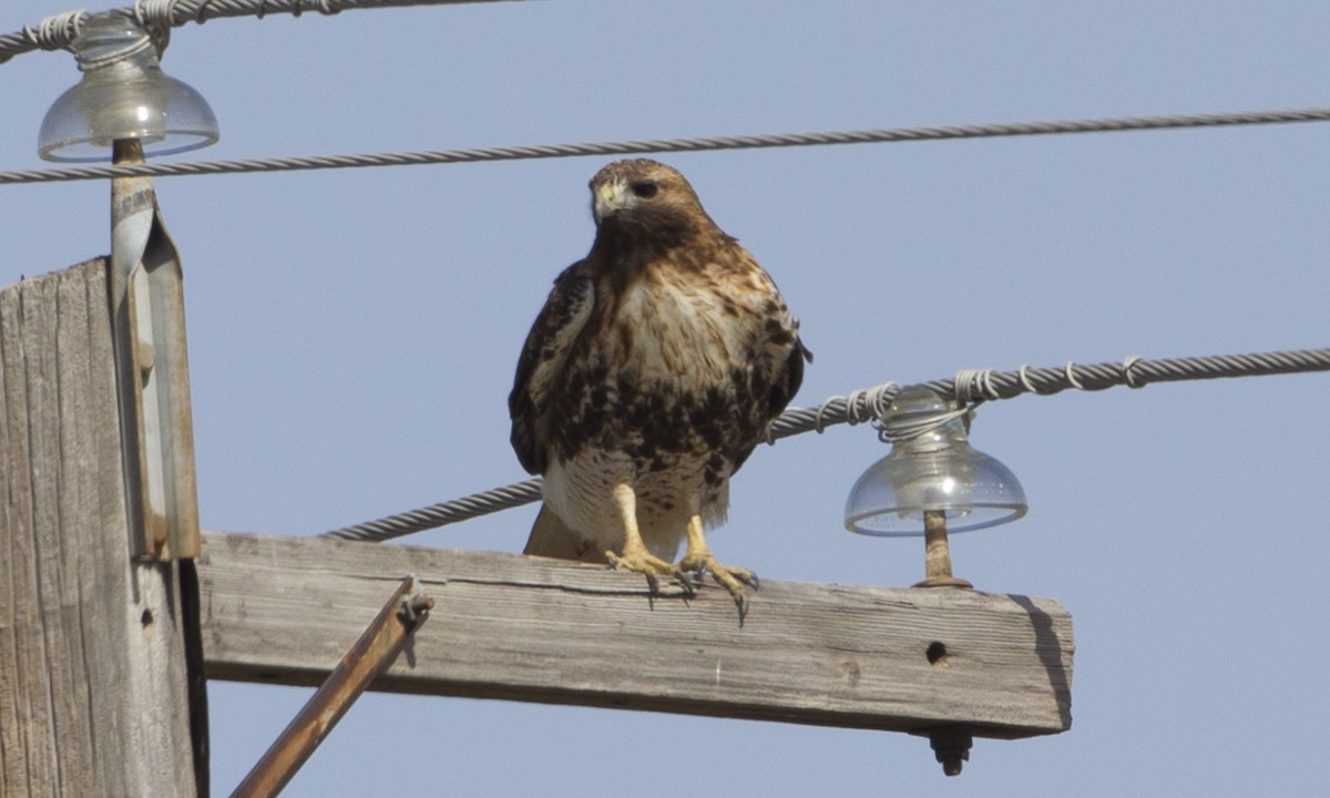 Red-tailed Hawk (abieticola) - ML43046511