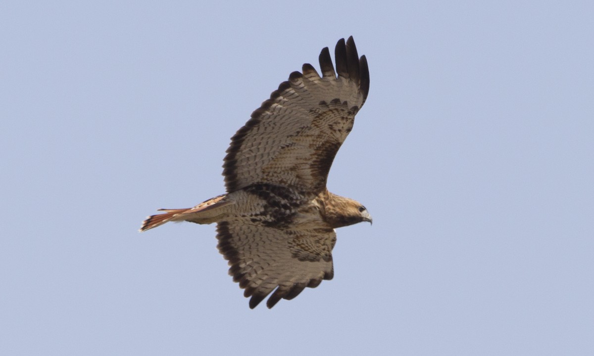 Red-tailed Hawk (abieticola) - ML43046521