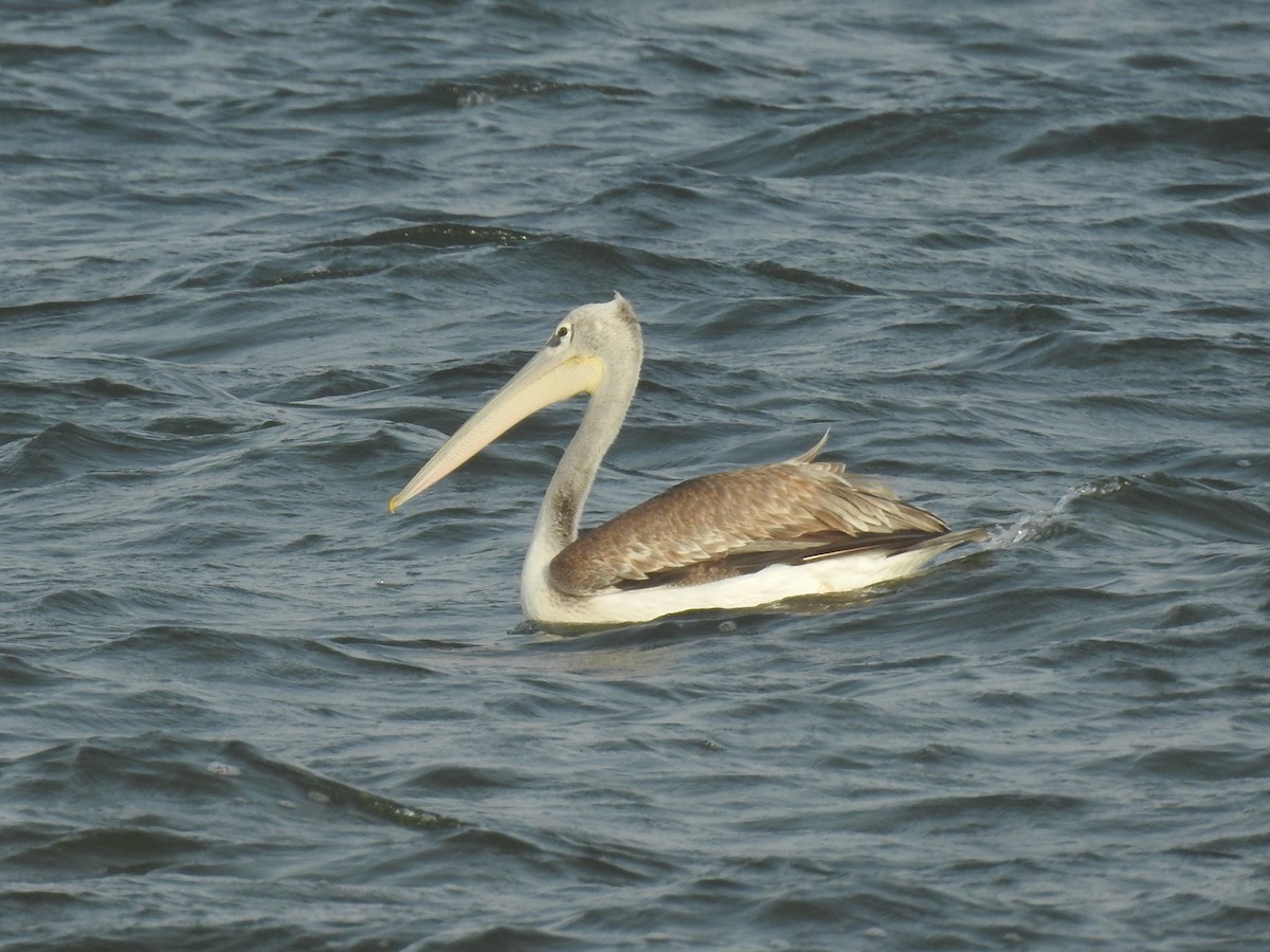 Pink-backed Pelican - ML430468931