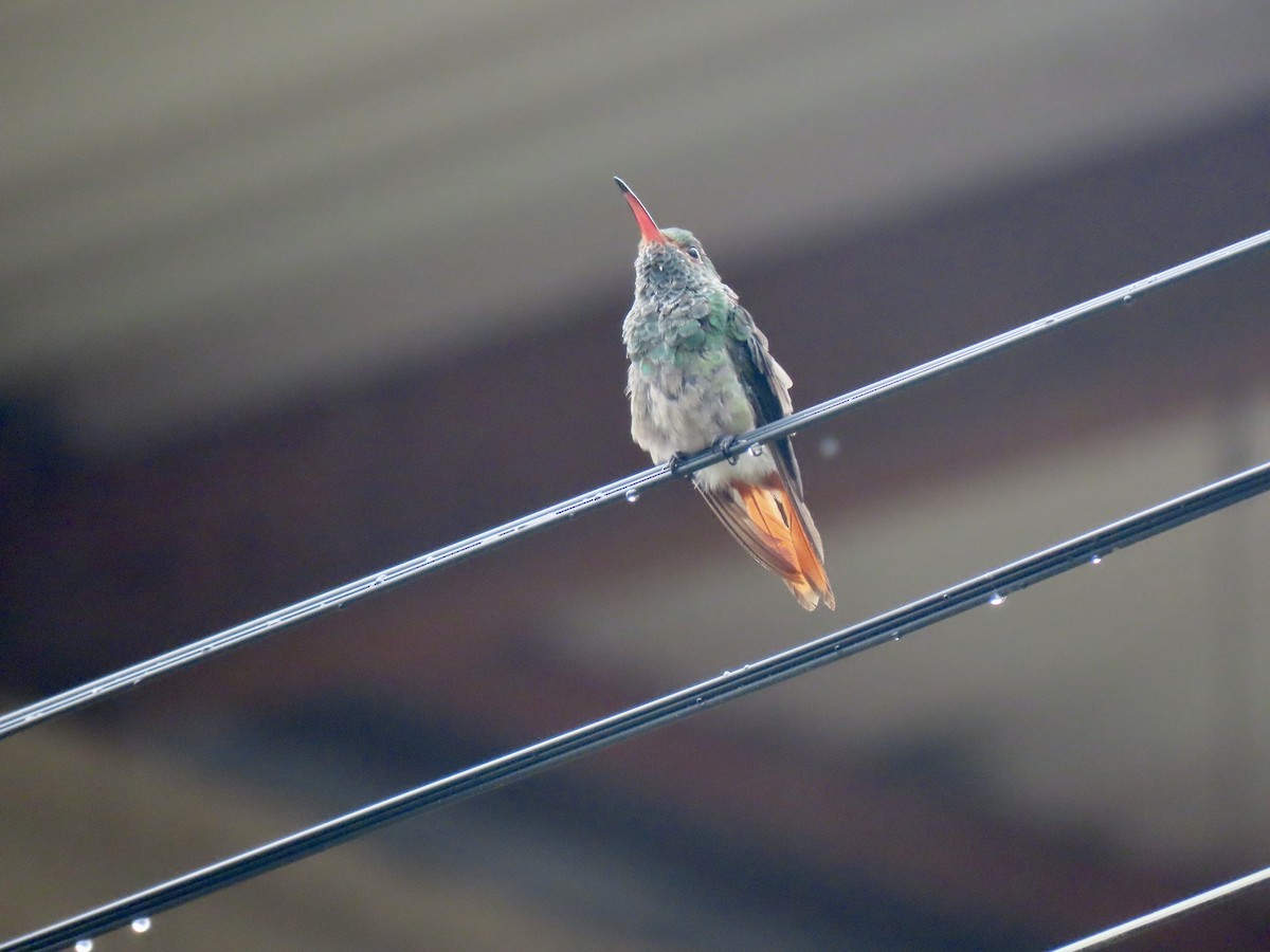 Rufous-tailed Hummingbird - Jose Martinez De Valdenebro