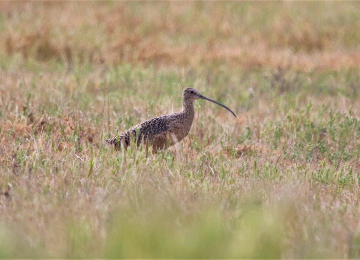Long-billed Curlew - ML430490001