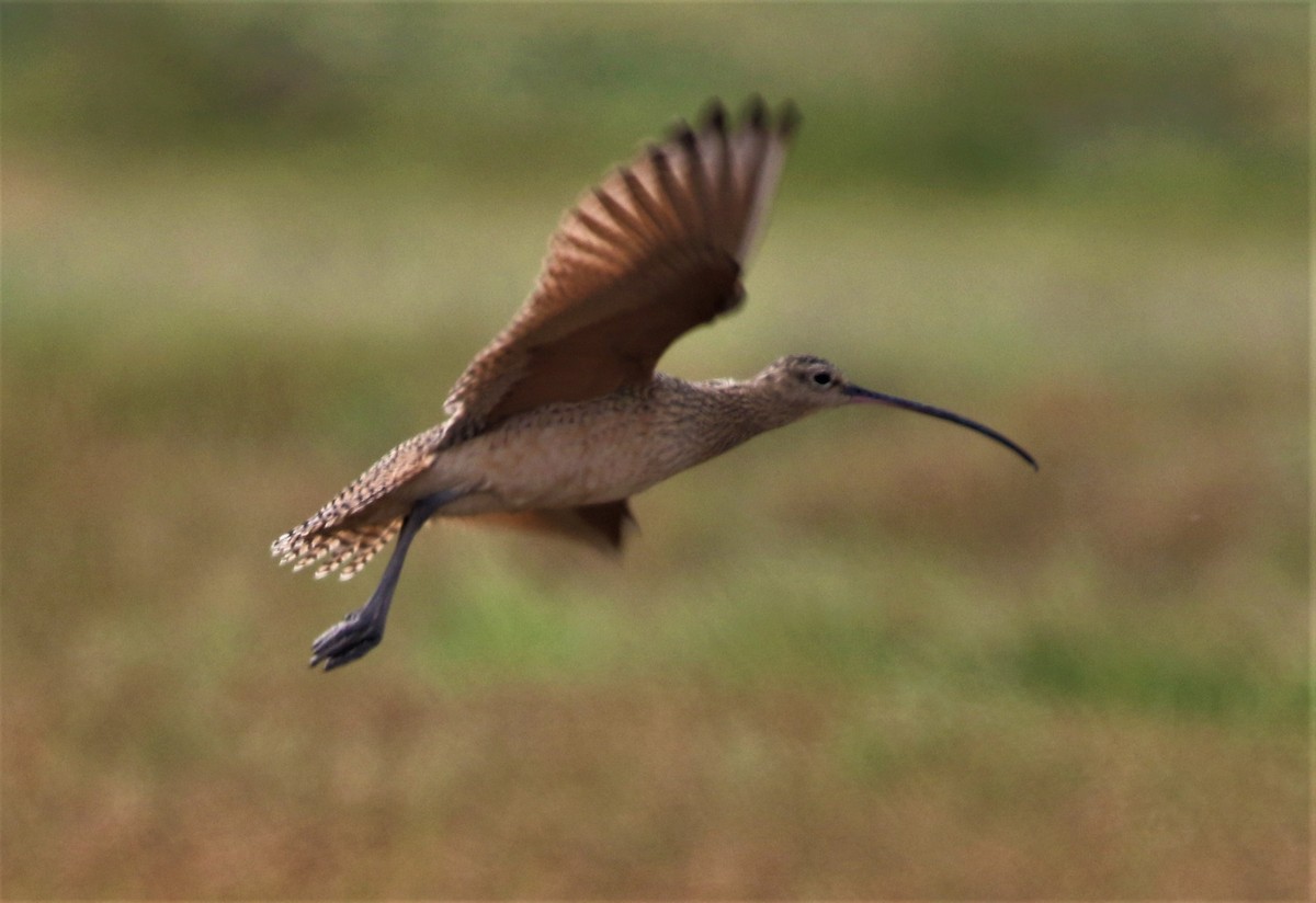 Long-billed Curlew - ML430490011