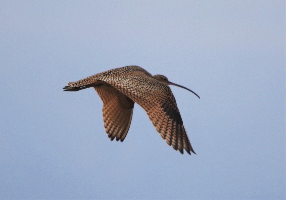 Long-billed Curlew - ML430490031