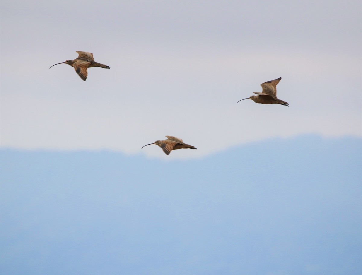 Long-billed Curlew - ML430490071