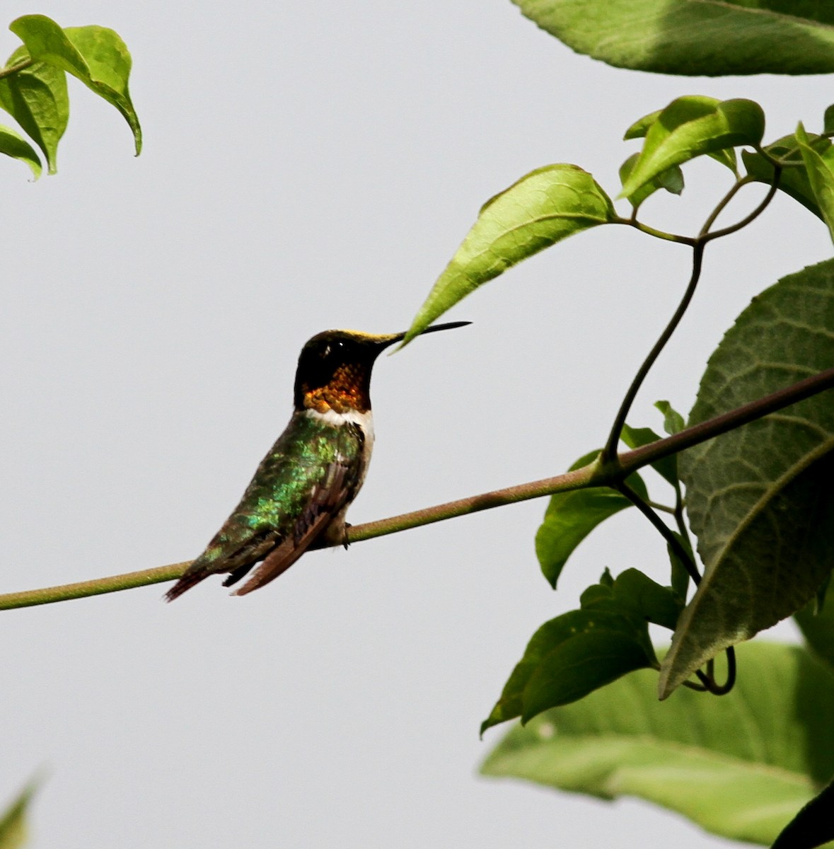 Ruby-throated Hummingbird - ML43049561