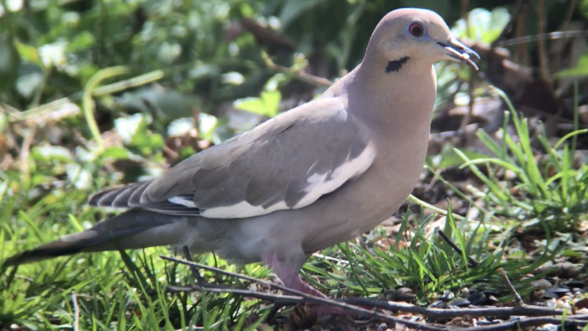 White-winged Dove - ML430497711
