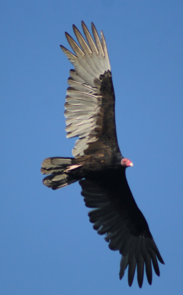 Turkey Vulture - ML43049801