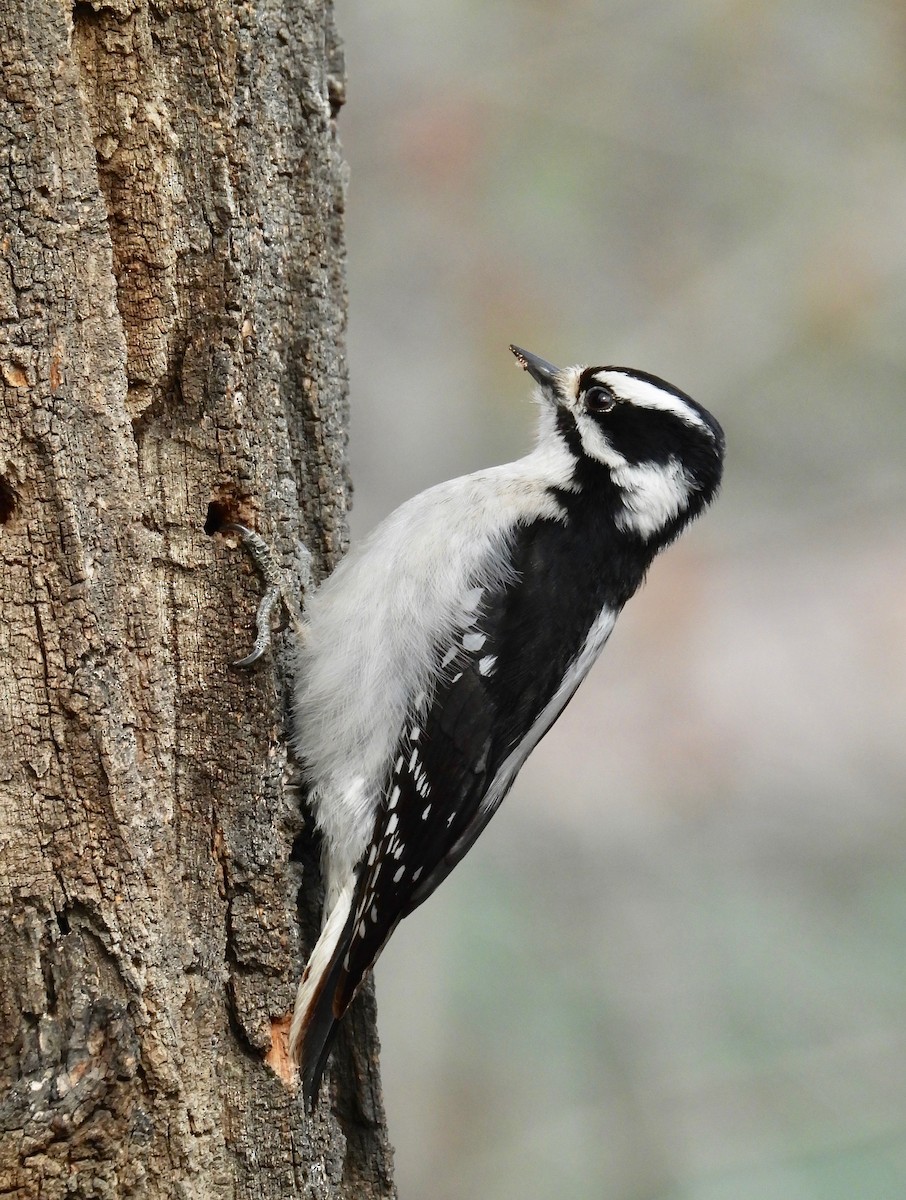 Downy Woodpecker - ML430499511