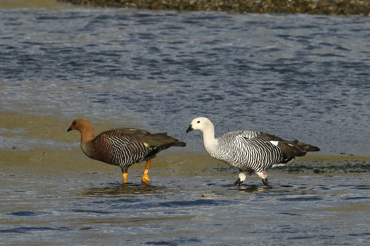 Upland Goose (Bar-breasted) - ML430504911