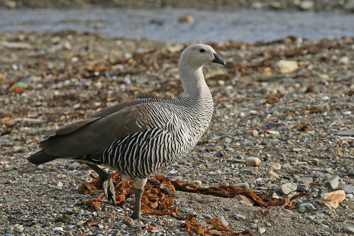 Upland Goose (Bar-breasted) - ML430504921