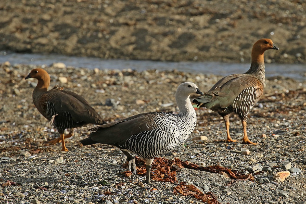 Upland Goose (Bar-breasted) - ML430504951