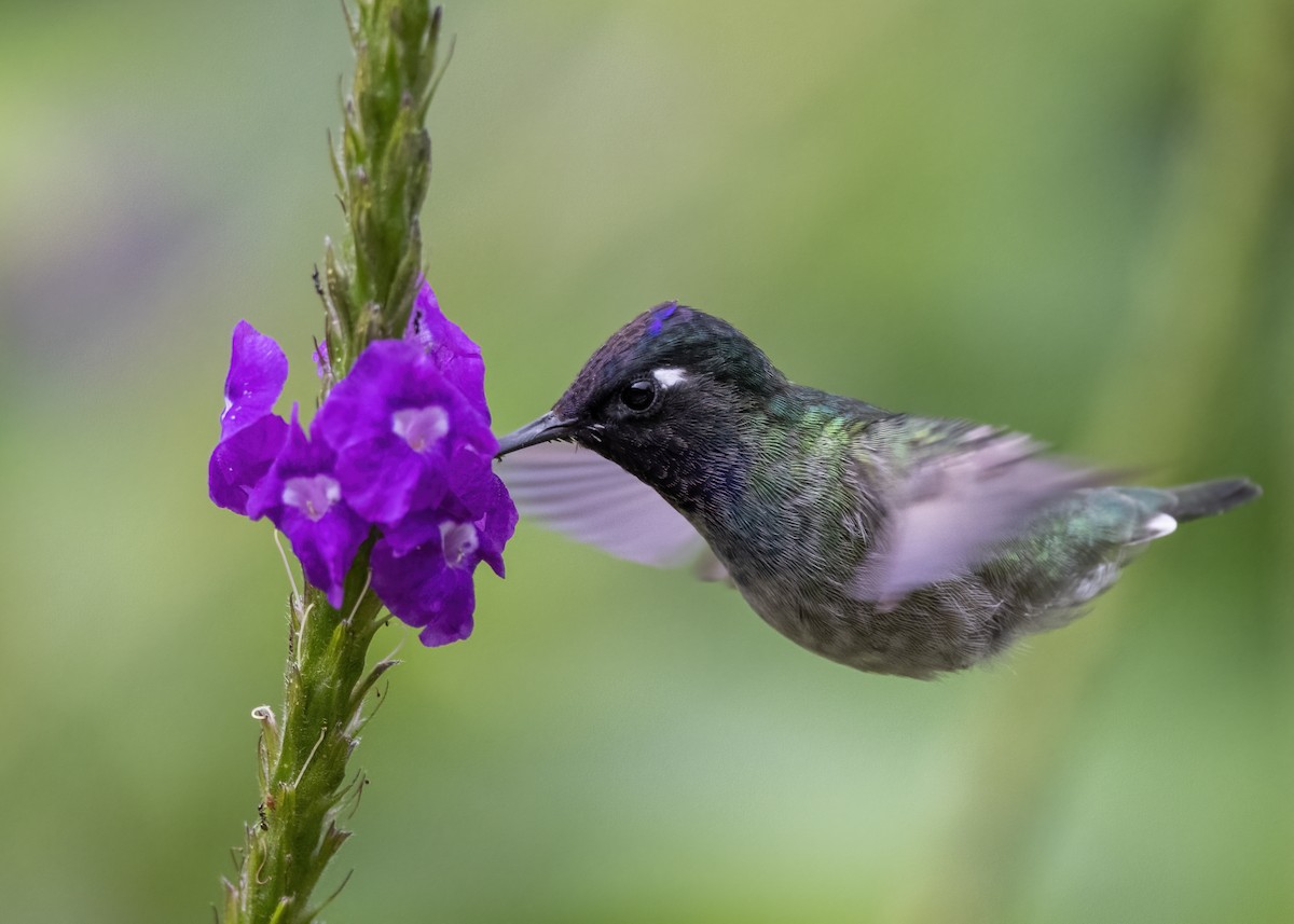 Violet-headed Hummingbird - ML430525151