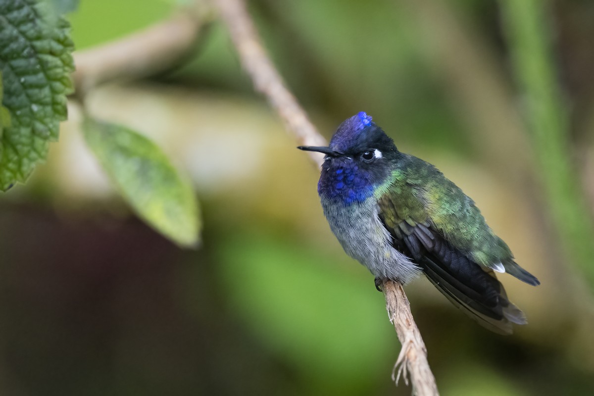 Violet-headed Hummingbird - Nina Hale