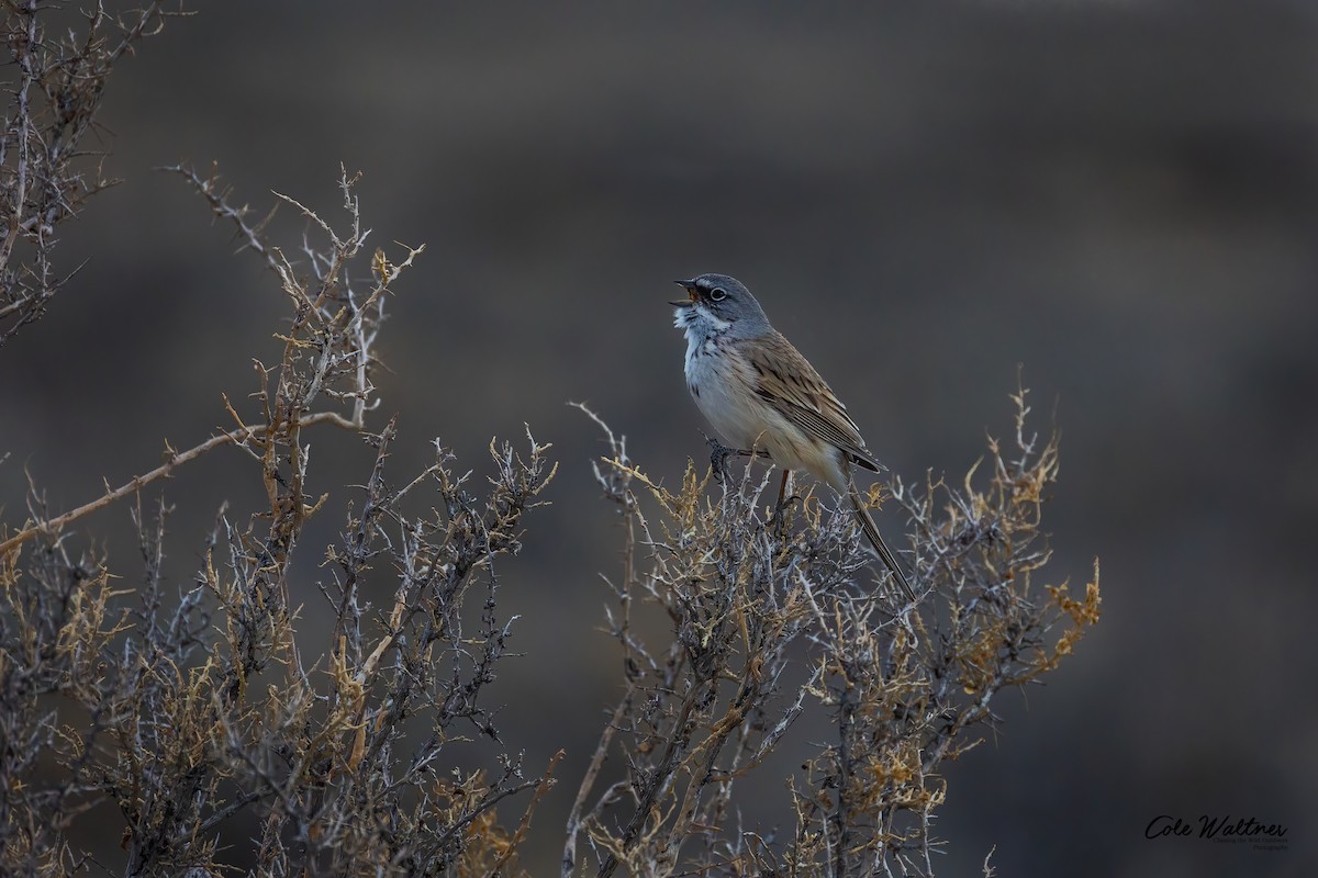 Sagebrush Sparrow - Cole Waltner