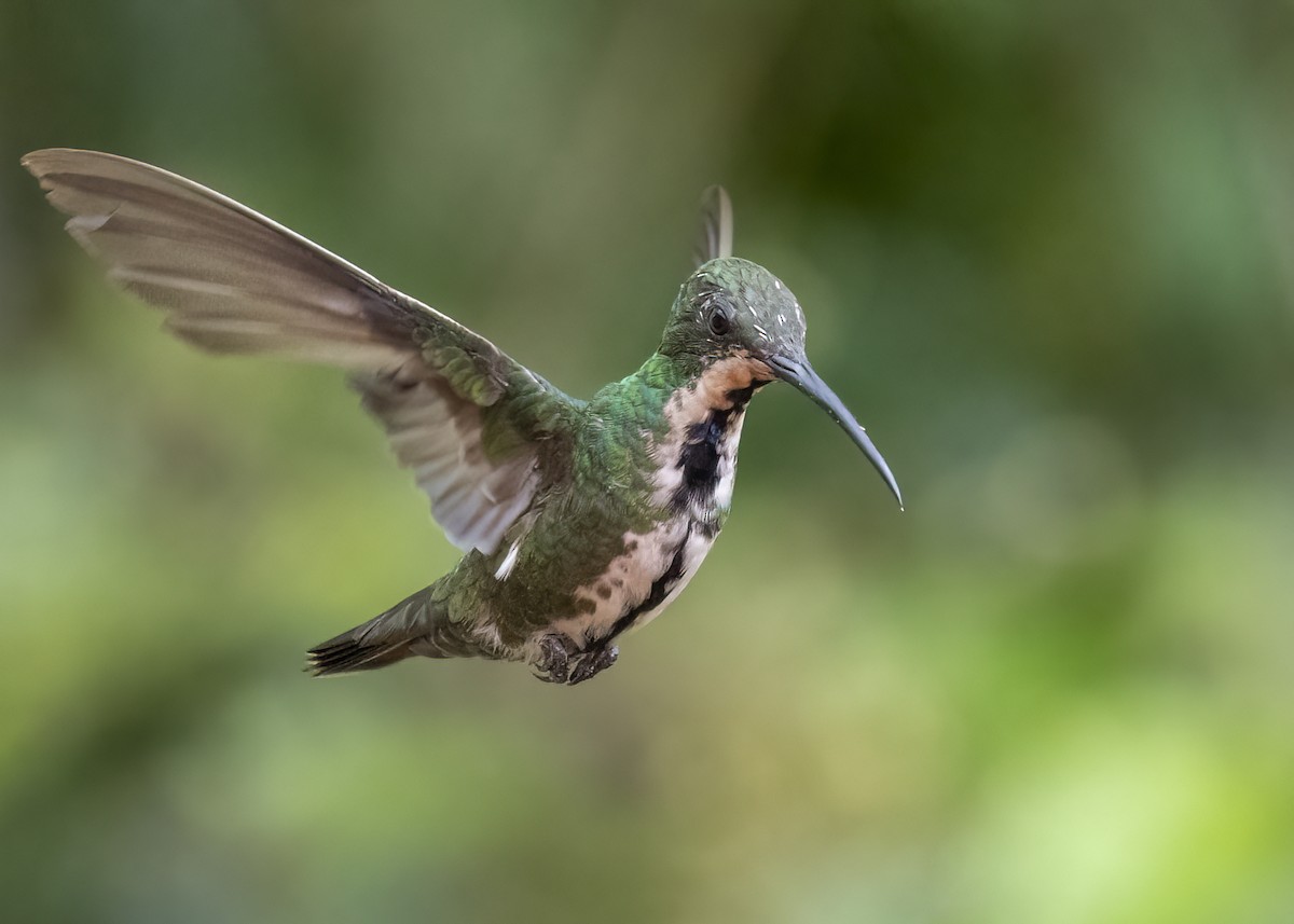 kolibřík tropický - ML430534911