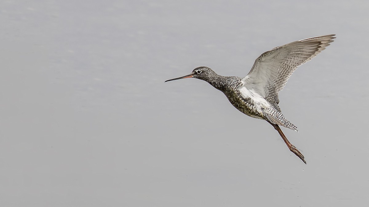 Spotted Redshank - ML430538111