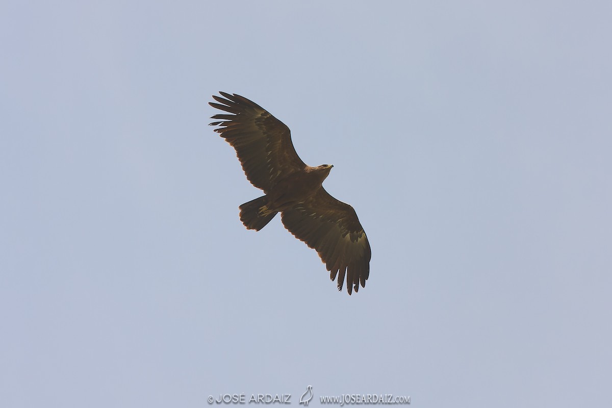 Lesser Spotted Eagle - ML430541051