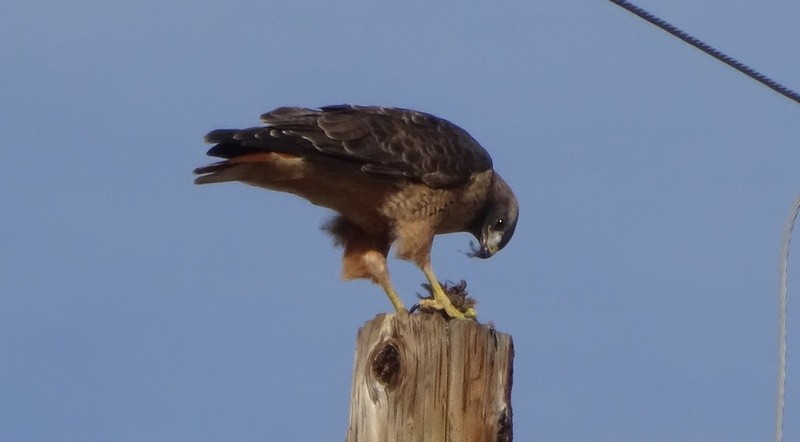 Red-tailed Hawk - ML43054281