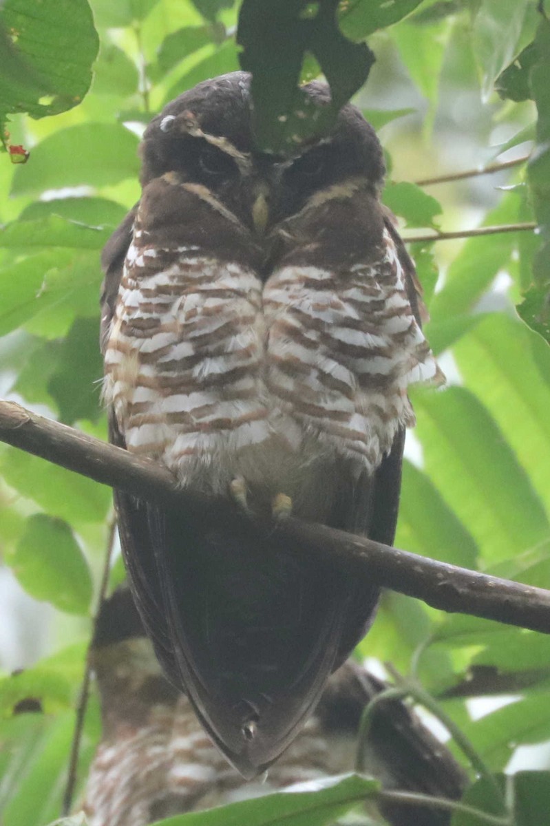 Band-bellied Owl - ML430544061