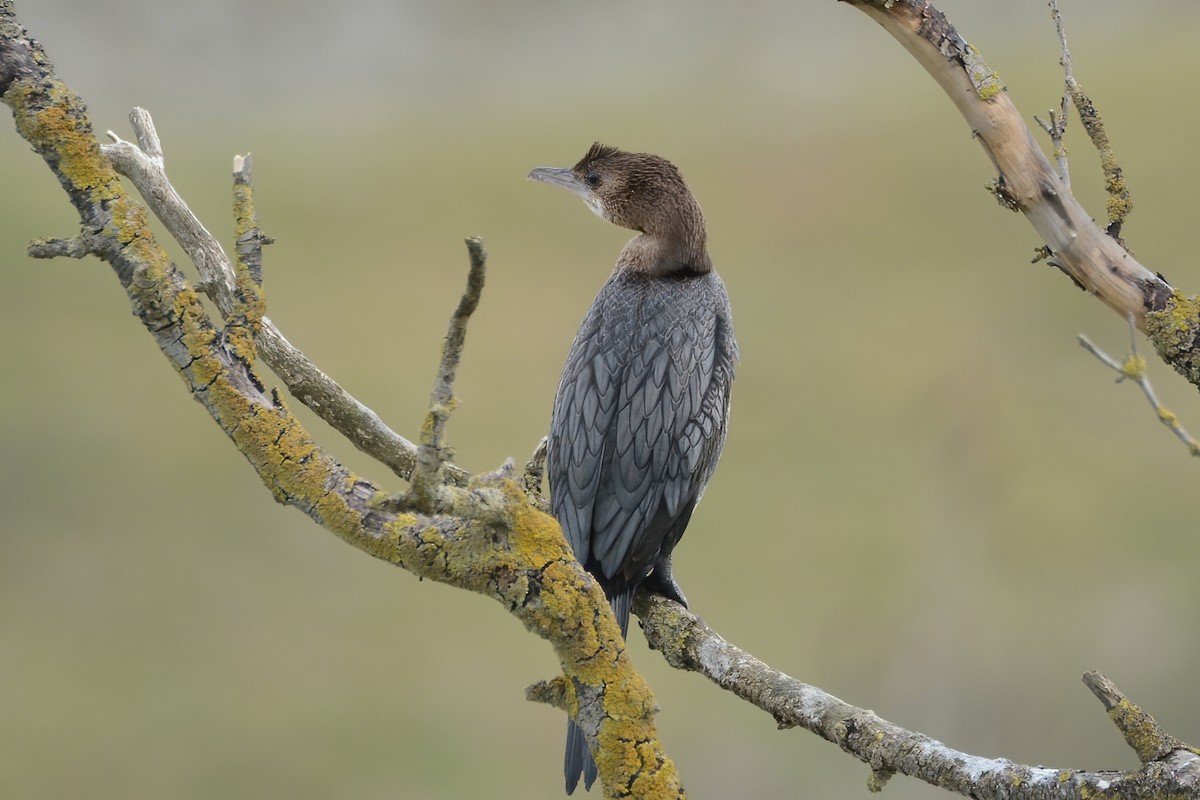 Pygmy Cormorant - Ergün Cengiz