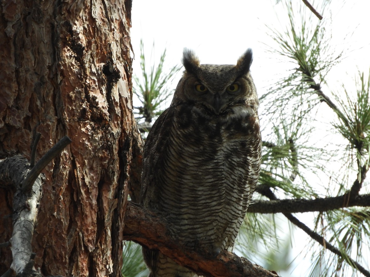 Great Horned Owl - ML430553511