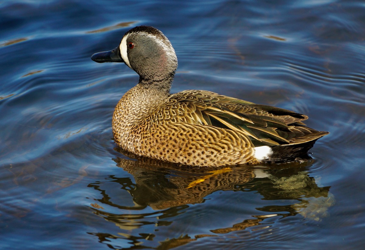 Blue-winged Teal - ML430556001
